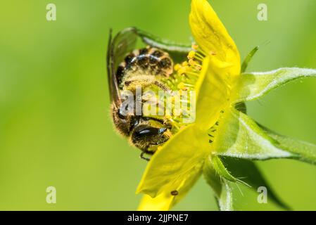 Un fuoco poco profondo di un'ape su un fiore giallo Foto Stock