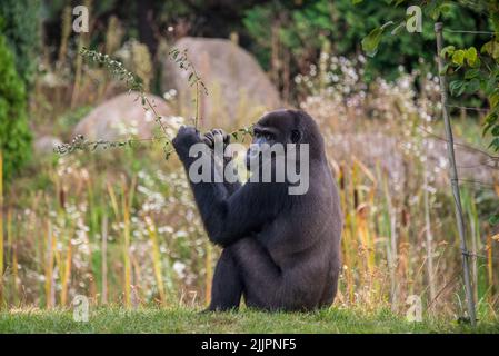 Un primo piano di un gorilla seduto nella foresta e guardando dietro Foto Stock