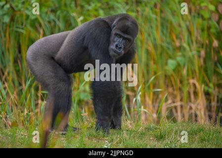 Una vista laterale di un gorilla nero furry che si posa nella natura selvaggia Foto Stock