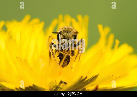 Un colpo poco profondo del fuoco di un nettare di raccolta dell'ape su un dente di leone giallo (vista posteriore di un insetto) Foto Stock