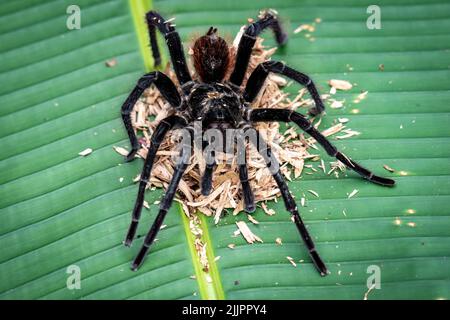 La tarantola del birdeater Goliath (Theraphosa blondi) nell'Amazzonia peruviana è il ragno più grande del mondo Foto Stock