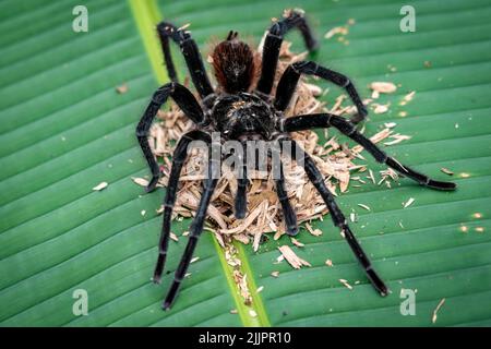 La tarantola del birdeater Goliath (Theraphosa blondi) nell'Amazzonia peruviana è il ragno più grande del mondo Foto Stock