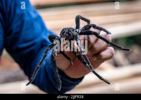 La tarantola del birdeater Goliath (Theraphosa blondi) nell'Amazzonia peruviana è il ragno più grande del mondo Foto Stock