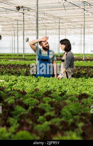 Lavoratore di serra stanco che pulisce il sudore dalla fronte mentre parla con la donna in serra di lattuga organica prima della raccolta. Coppia esausta che prende una pausa dalla coltivazione di verdure biologiche. Foto Stock