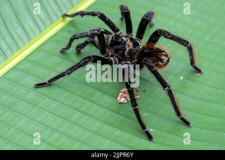 La tarantola del birdeater Goliath (Theraphosa blondi) nell'Amazzonia peruviana è il ragno più grande del mondo Foto Stock