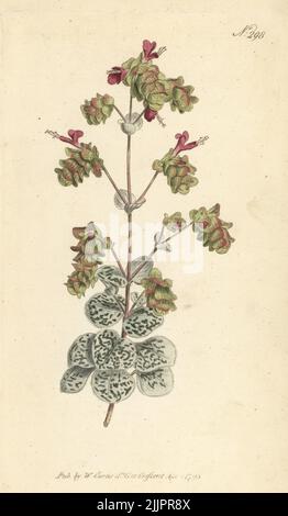 Dittany di Creta, Origanum dictamnus. Incisione in copperplate a mano dopo un'illustrazione botanica della rivista botanica di William Curtis, Stephen Couchman, Londra, 1795. Foto Stock