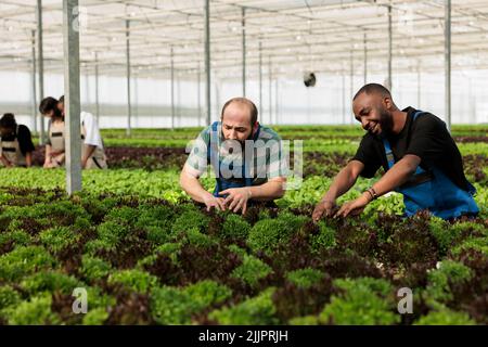 Persone diverse che lavorano duro controllo dello sviluppo di impianti e raccolta per la consegna al mercato locale. Gruppo di lavoratori a effetto serra che coltivano diversi tipi di lattuga e di microgreens. Foto Stock