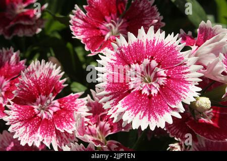 Un vibrante e dolce fiori william fiorire in giardino durante una giornata di sole Foto Stock