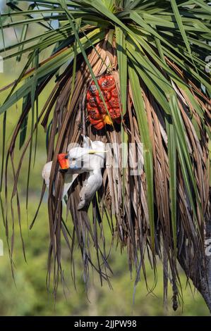 Un unico cockatoo solforato che si nutre di noci su una palma di pananus a Nhulynbuy, nella penisola di Gove, nel territorio settentrionale dell'Australia. Foto Stock