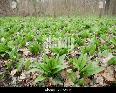 Campo di aglio di legno verde giovane che si rompe attraverso vecchie foglie Foto Stock