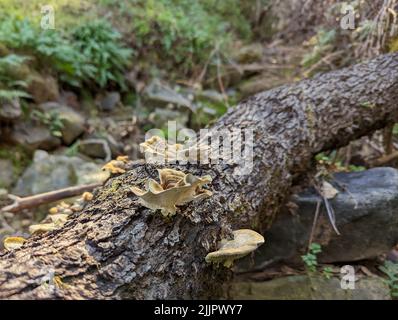 Un colpo di closeup di fungo che cresce su un ceppo di legno Foto Stock