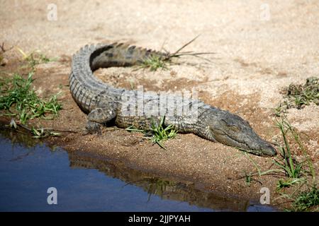 Coccodrillo al sole su una riva del fiume, il Parco Nazionale Kruger, Sudafrica Foto Stock