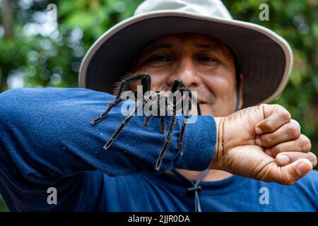 La tarantola del birdeater Goliath (Theraphosa blondi) nell'Amazzonia peruviana è il ragno più grande del mondo Foto Stock