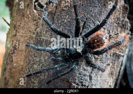 La tarantola del birdeater Goliath (Theraphosa blondi) nell'Amazzonia peruviana è il ragno più grande del mondo Foto Stock