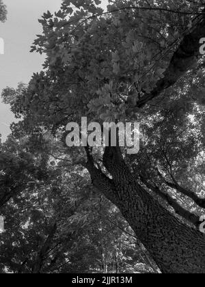 Un'immagine verticale a basso angolo in scala di grigi di un albero di tulipani Foto Stock