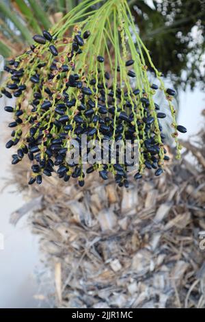 Un primo piano di frutta datata appeso sulla palma Foto Stock