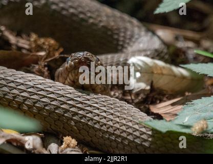 Primo piano di un grosso serpente castano sul terreno con foglie Foto Stock