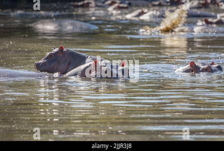 Due ippopotami e un ippopotamo in una buca d'acqua del Parco Nazionale Serengeti, Tanzania, Africa Foto Stock