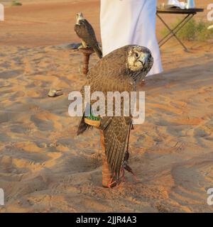 Falco affamato seduto sul palo nel deserto Foto Stock