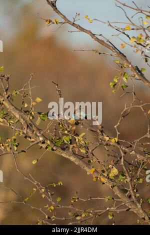 L'uccello indiano del rullo arroccato su un ramo dell'albero in una giornata di sole Foto Stock