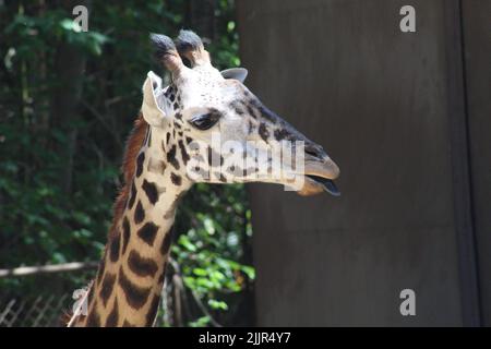 Un primo piano di una giraffa con la lingua fuori Foto Stock