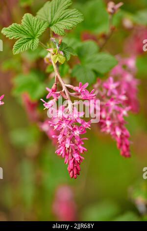 Il mio giardino. Colorati, bei fiori rosa che crescono in un giardino. Ribes sanguineum o ribes fiorito con petali vibranti dal uva passa Foto Stock