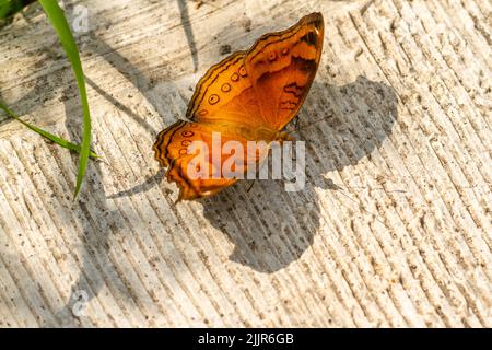 Una farfalla poggiata su un pavimento di cemento, situazione in giardino in una mattinata di sole Foto Stock