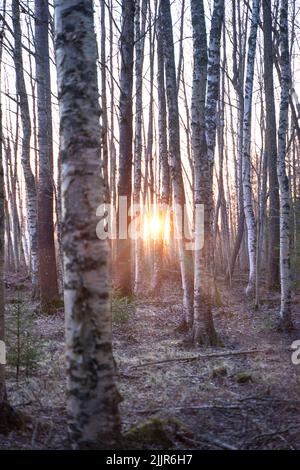 Un colpo verticale del sole che brilla attraverso alberi sottili al crepuscolo Foto Stock