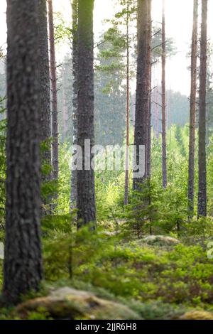 Un colpo verticale di alberi sottili in una foresta erbosa Foto Stock