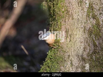 Un primo piano di un nuthatch eurasiatico appollaiato su un tronco di albero coperto di muschio Foto Stock