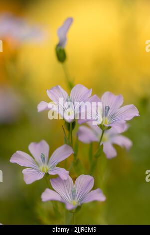 Un primo piano verticale di fiori perenni di lino viola (Linum perenne) nel giardino Foto Stock