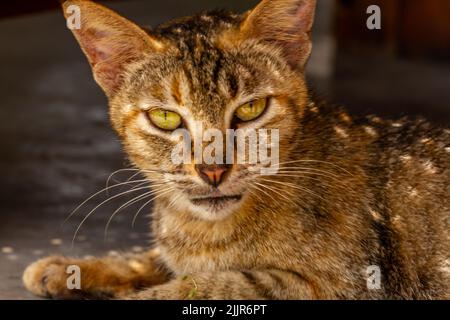 Primo piano Un gatto con una combinazione di colori nero, arancione e marrone, un animale domestico che sta tendendo nella società musulmana Foto Stock