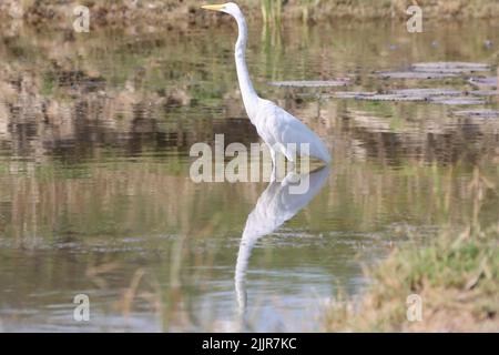 Una grande egretta (Ardea alba), conosciuta anche come comune egretta e grande airone bianco in acqua Foto Stock