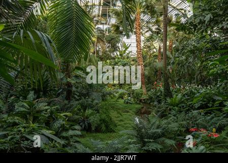 Splendide piante tropicali nel Palmengarten a Francoforte, Germania Foto Stock