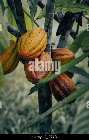 Un primo colpo verticale di fagioli di cacao non pelati che crescono su un albero Foto Stock