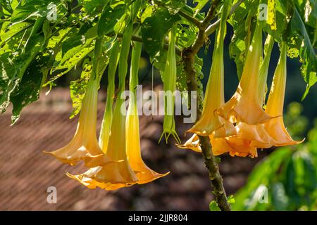 I fiori della pianta di Datura Metel che sono in fiore sono una combinazione di avorio e arancio, crescendo nel cortile per la decorazione Foto Stock