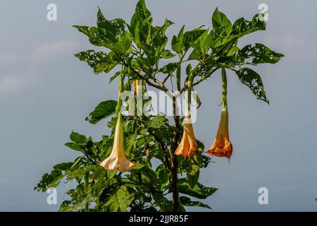 I fiori della pianta di Datura Metel che sono in fiore sono una combinazione di avorio e arancio, crescendo nel cortile per la decorazione Foto Stock