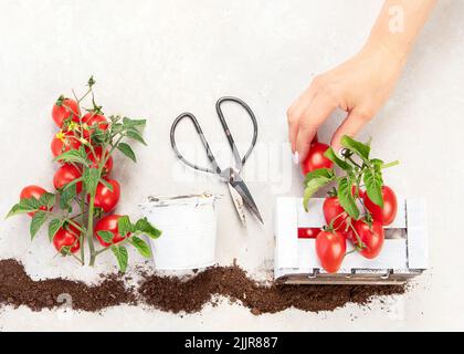 Ciclo di vita della pianta di pomodoro. Fasi di crescita dal seme alla pianta da fiore e fruttata con pomodori rossi maturi su sfondo bianco. Vista dall'alto. Foto Stock