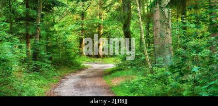 Bellissimo e verde sentiero natura tra gli alberi nella foresta durante la stagione primaverile. Paesaggio di una strada sterrata vuota o sentiero che conduce in un profondo e. Foto Stock