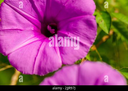 Ipomoea setifera Poir fiore che è in fiore è a forma di una tromba viola, sfocato verde fogliame sfondo Foto Stock