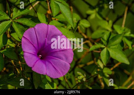 Ipomoea setifera Poir fiore che è in fiore è a forma di una tromba viola, sfocato verde fogliame sfondo Foto Stock