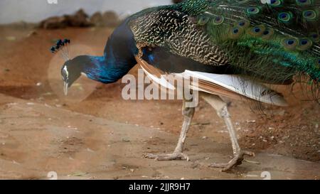 Un bellissimo pavone che cammina a terra Foto Stock