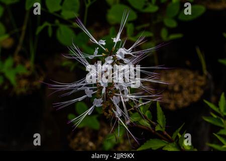 La pianta da fiore Orthosifon aristatus è in forma di una combinazione di fibre bianche e porpora, con uno sfondo di fogliame verde sfocato Foto Stock