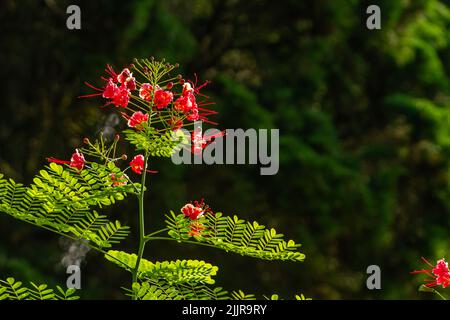 Orgoglio delle barbados pianta fiorire in rosso, sfocato verde fogliame sfondo Foto Stock