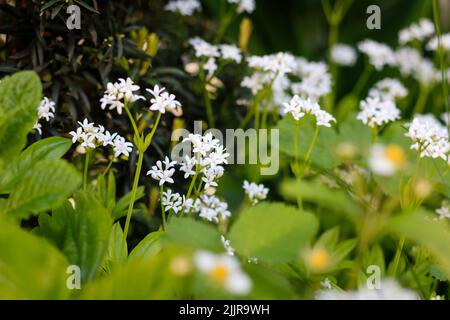 Un primo colpo di fiori di legno che crescono in un giardino Foto Stock