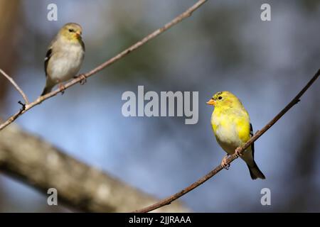 I due adorabili Goldfinch americani arroccarsi su rami d'albero Foto Stock