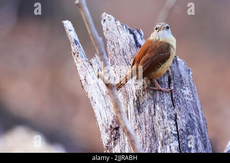 Un adorabile Carolina wren su un tronco d'albero guardando la telecamera Foto Stock