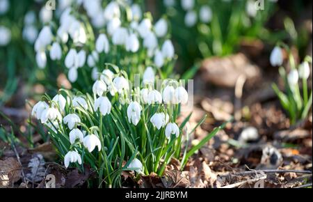 Bianco naturale bellissimi fiori di goccia di neve che fioriscono, fioriscono e crescono in un giardino in una giornata di primavera soleggiata con spazio copia. Bulbo, perenne e. Foto Stock