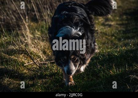 Un bordo nero Collie che corre in un campo sull'erba verde sotto i raggi serali del sole. Foto Stock