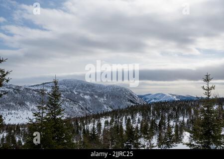 Una pineta sempreverde sulla montagna, montagne coperte di neve sotto la luce del sole e cielo nuvoloso Foto Stock